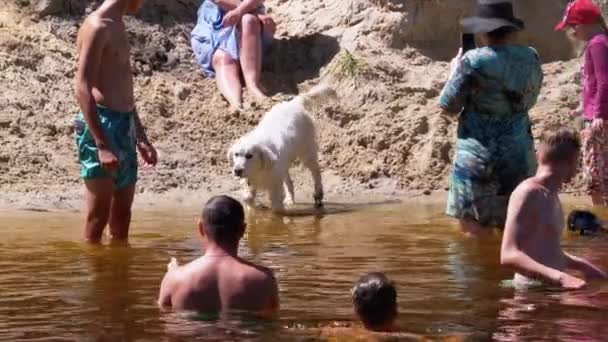 Домашній Великий Білий Пес ходить з людьми на березі річки. Повільний рух — стокове відео