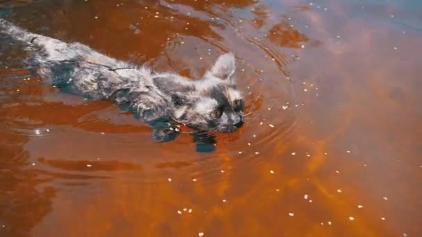 Gato nadando en el agua. Gatito Negro nada en River. Emociones de gatos. Movimiento lento — Vídeos de Stock