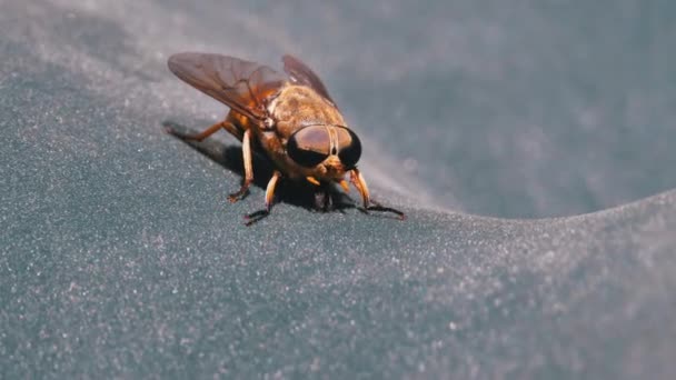 Gadfly Creeps Close-up. Horse-Fly in Macro. Slow Motion — Stock Video
