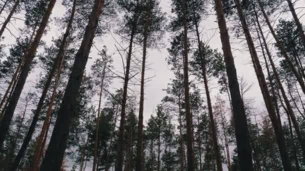 Bosque oscuro espeluznante. Vista inferior de troncos y ramas de árboles contra un cielo tormentoso — Vídeo de stock