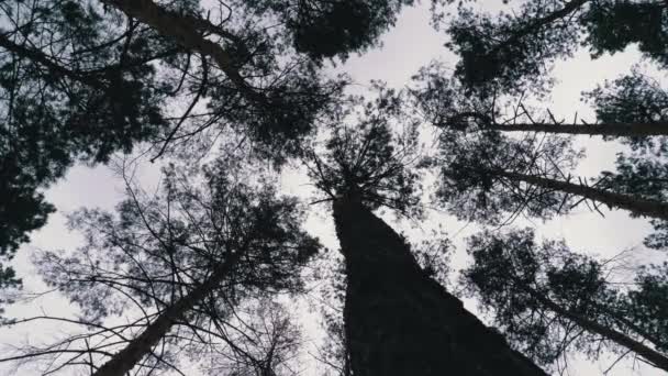 Dark Creepy Forest. Vue du bas des troncs d'arbres et des branches contre un ciel orageux