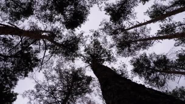 Floresta sinistra. Vista inferior de troncos de árvores e ramos contra um céu tempestuoso — Vídeo de Stock