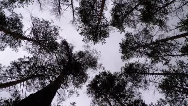 Dark Creepy Forest. Vue du bas des troncs d'arbres et des branches contre un ciel orageux