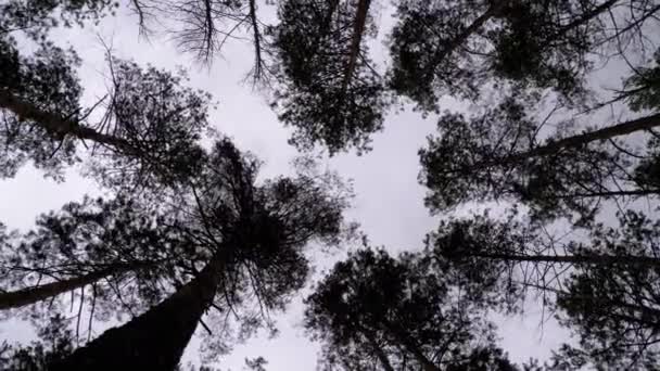 Dunkler Gruselwald. Untersicht von Baumstämmen und Ästen vor stürmischem Himmel — Stockvideo