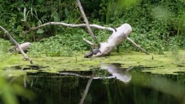 Bir grup Kaplumbağa Nehirde Bir Kütükte Yeşil Alglerle Oturuyorlar.