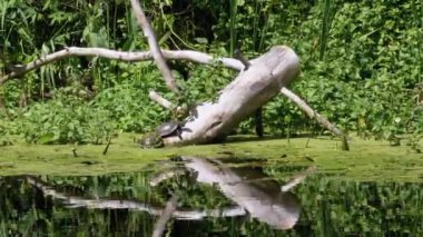 İki Kaplumbağa Nehirde Bir Kütükte Yeşil Alglerle Oturuyor