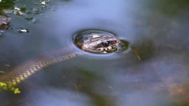Bataklık Bataklıkları 'ndaki Büyük Balık Yılanı' nın başı. Yavaş Hareket.