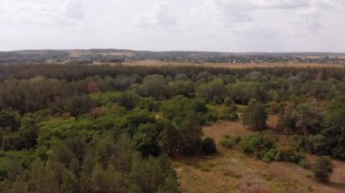 Çam Ormanı 'nın hava manzarası. Yeşil Ağaçlı Wood Park. Yukarıdan Görünüm