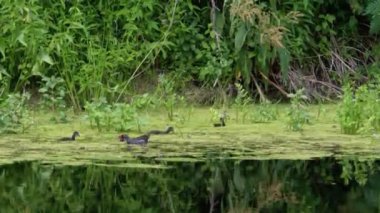 Ördek Ailesi Yosun Nehri 'nde Yüzüyor