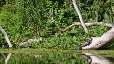 Bir grup Kaplumbağa Nehirde Bir Kütükte Yeşil Alglerle Oturuyorlar.