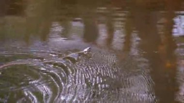 Dice Snake Nehirde Yüzüyor. Yavaş Hareket.