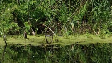 Ördek Ailesi Yosun Nehri 'nde Yüzüyor