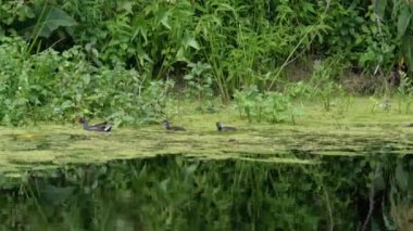 Ördek Ailesi Yosun Nehri 'nde Yüzüyor.