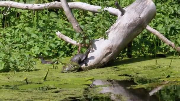 Tartarugas sentadas no rio Log in com algas verdes e patos nadadores familiares passando — Vídeo de Stock
