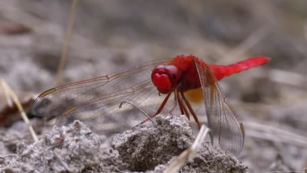 Rote Libelle in Großaufnahme. Libelle sitzt auf dem Sand an einem Flussarm. — Stockvideo