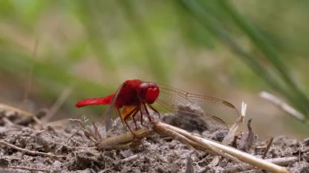 Červená Vážka zblízka. Vážka sedící na písku na břehu řeky. — Stock video