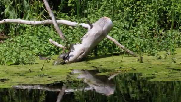 Želvy sedící na kládě v řece se zelenými řasami a kachnami Rodina plave — Stock video