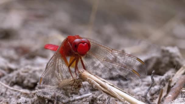 Κόκκινο Dragonfly Κοντινό πλάνο. Dragonfly κάθεται στην άμμο σε ένα υποκατάστημα του ποταμού. — Αρχείο Βίντεο