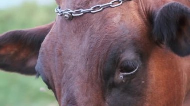 Ağır Çekimde Kahverengi İneğin Ağızlığı ve Gözleri 240 fps