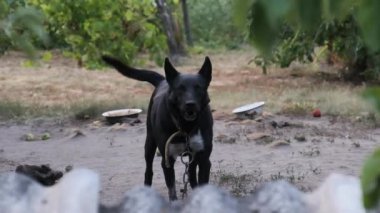 Muhafız Köpeği, Booth 'un yanındaki zincirde Agresif Havlama var. Yavaş Hareket