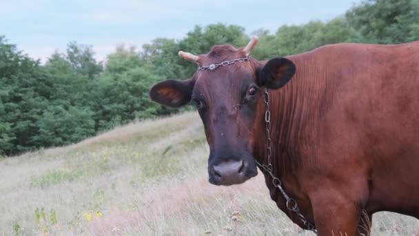 Pâturage de la vache sur la prairie et regardant la caméra sur fond de ciel à la journée ensoleillée — Video