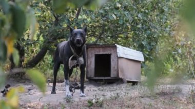 Muhafız Köpeği, Booth 'un yanındaki zincirde Agresif Havlama var. Yavaş Hareket