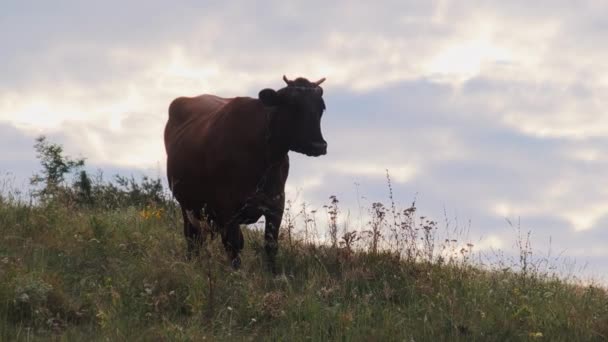 Lonely Brown Cow Grazing on Meadow Hill on Sky Background at Summer Day — Stok Video