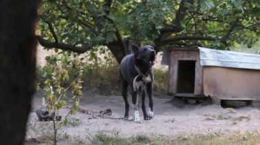 Muhafız Köpeği, Booth 'un yanındaki zincirde Agresif Havlama var. Yavaş Hareket