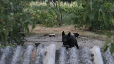 Muhafız Köpeği, Booth 'un yanındaki zincirde Agresif Havlama var. Yavaş Hareket