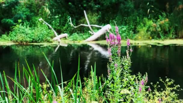 Piękna zielona natura nad rzeką w lecie. Rzeka z kwitnącymi cyjanobakteriami — Wideo stockowe