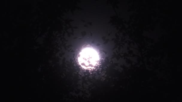 Luna llena en la noche en el fondo de siluetas de ramas de árboles y follaje — Vídeos de Stock