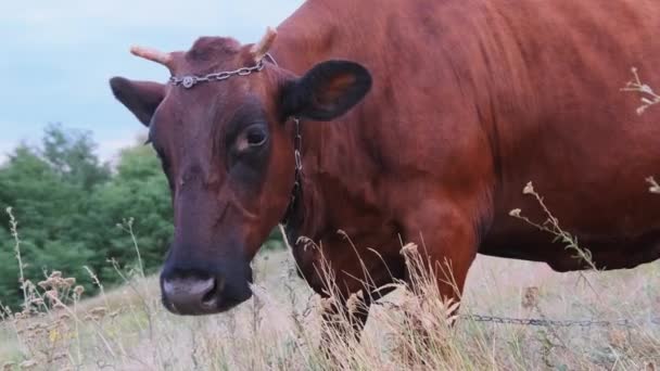 Vaca Grazing no prado e olhando para a câmera no céu fundo no dia ensolarado — Vídeo de Stock