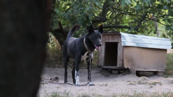 警犬拴在布斯附近的链子上.慢动作狗儿守着院子 — 图库视频影像