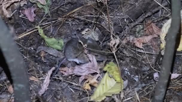 밤의 숲 속 랜턴 불빛 속에 있는 작은 쥐 — 비디오