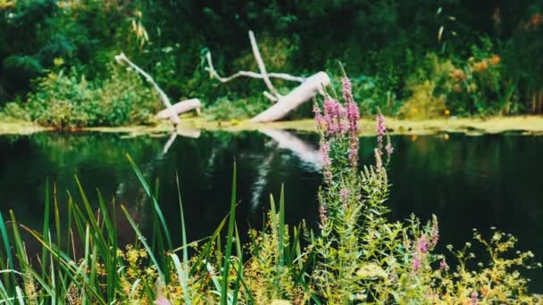 Bella natura verde vicino al fiume in estate. Fiume con cianobatteri in fiore — Video Stock