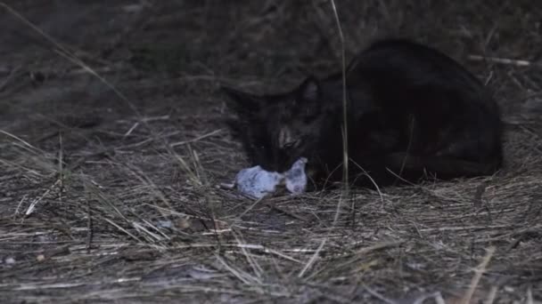 Η γάτα έχει πιάσει ένα ποντίκι και το κρατά στο στόμα του τη νύχτα. — Αρχείο Βίντεο
