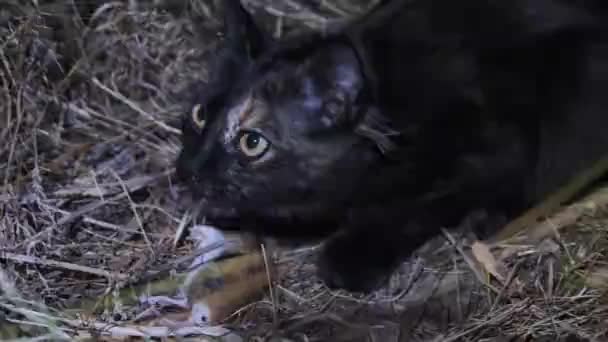 Gato selvagem come o rato cinzento pego à noite — Vídeo de Stock