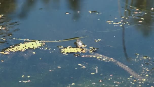 Dice Snake nada a través de pantanos de matorrales de pantano y algas. Moción lenta — Vídeos de Stock