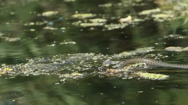 Dice Snake Swims through Marshes of Swamp Thickets and Algae (em inglês). Movimento lento — Vídeo de Stock