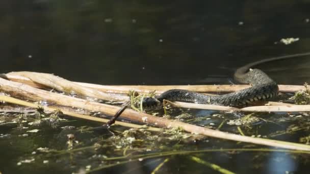 Vodní had plave řekou bažinatých houštin a řas. Pomalý pohyb — Stock video