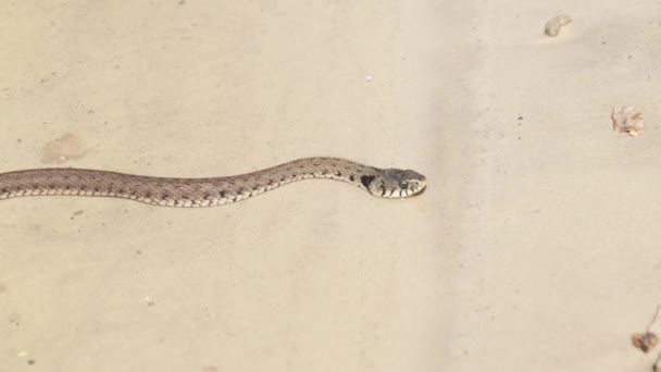Mérgező kígyó mászik végig a folyóparton. Lassú mozgás — Stock videók