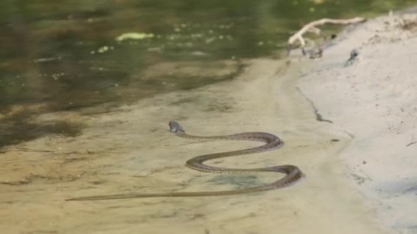 Serpiente venenosa se arrastra a lo largo de la orilla del río. Moción lenta — Vídeo de stock