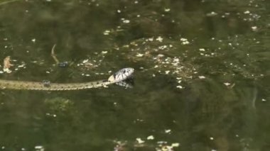 Su Yılanı Bataklık Bataklıkları 'nda Yosun ve Çalılıklarda Yüzer