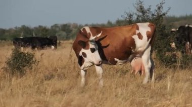Batan Güneş 'teki İnekler Çayırda Otlanıyor