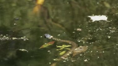 Su Yılanı Bataklık Çalı ve Yosun Nehri 'nde yüzer. Yavaş Hareket