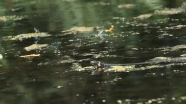 Su Yılanı Bataklık Çalı ve Yosun Nehri 'nde yüzer. Yavaş Hareket