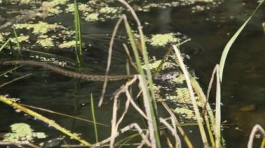 Su Yılanı Bataklık Bataklıkları 'nda Yosun ve Çalı arasında yüzer. Yavaş Hareket