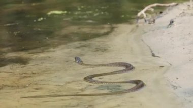 Nehir kıyısında zehirli yılan sürünüyor. Yavaş Hareket
