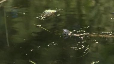 Zar Yılanı Bataklık Bataklıkları 'nda Yosun ve Çalı arasında yüzer. Yavaş Hareket