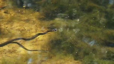 Su Yılanı Bataklık Çalı ve Yosun Nehri 'nde yüzer.